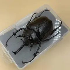 標本イイジマゾウカブトWD イイジマゾウカブト♂115mm 飛翔標本 | オオクワ京都昆虫館