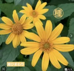 まージンガー様 リクエスト 3点 まとめ商品