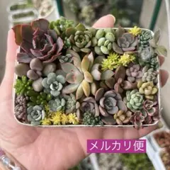 韓国苗　100苗セット　カット苗　【メルカリ便発送】多肉植物　詰め合わせ 韓国苗 多肉植物 エケベリア 詰め合わせ 土付き 15苗セット