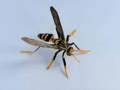 せグロアシナガバチ 【紙スプーン工作】