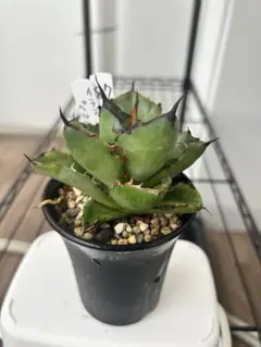 2025年最新】ペルシアンドワーフの人気アイテム - メルカリ