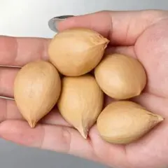 2025年最新】サイカス カイルンシアナの人気アイテム - メルカリ