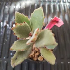 2025年最新】ロウルサンコ 多肉の人気アイテム - メルカリ