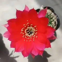 サボテン エキノプシス交配 SP. 抜き苗 オレンジ花 花サボテン - メルカリ