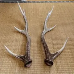 2026年最新】鹿の角包丁の人気アイテム - メルカリ