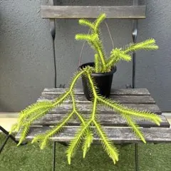 ワイルド！ヒースバンクシア 鉢植えc オージープランツ 苗 ドライ