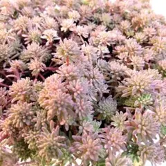 斑入りパリダム　抜き苗　特大　C