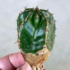 r*e様 B14255★オークション★ユーフォルビア ハンディエンシス 極上ヴィ B14556☆オークション☆ユーフォルビア ハンディエンシス 極上