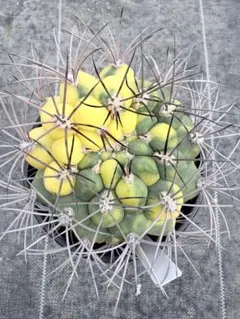 2025年最新】ギムノカリキウム新天地の人気アイテム - メルカリ