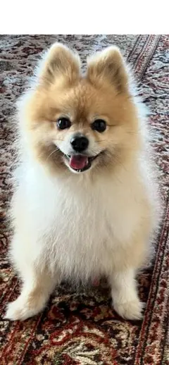 Item thumbnail for item 5d5eaaa6-2ae1-4e4d-a2e0-18eb38c520cd