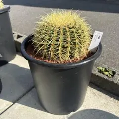 2025年最新】金鯱サボテンの人気アイテム - メルカリ