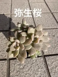 2025年最新】ぼのぼのさん苗の人気アイテム - メルカリ