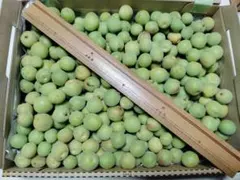 信州産小梅　青梅　１，１ｋｇ　小粒　梅干し　カリカリ梅のサムネイル
