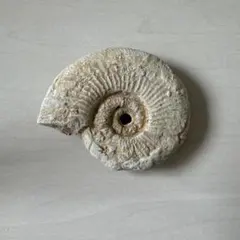 アンモナイト 化石 フランス ペリスフィンクテス 約1億5000万年前