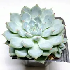 コロラータx沙羅姫牡丹 コロラータx沙羅姫牡丹