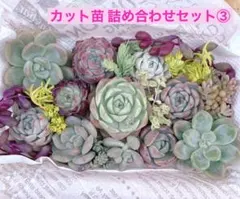 多肉植物 エケベリア カット苗 詰め合わせセット③韓国苗 多肉弁当 寄せ植えに‼︎
