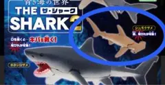 青き海の世界　THE SHARK2 シュモクザメ　ハンマーヘッドシャーク
