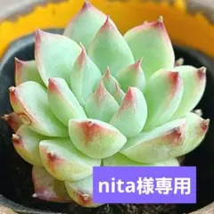 nita様 リクエスト 4点 まとめ商品