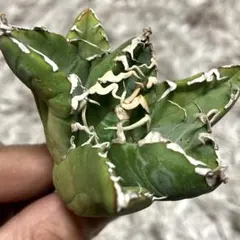 【ボール体型SSS株】アガベ チタノタ \"魔丸\" 厳選株 Yahoo!オークション - 【親株出品】アガベ チタノタ ボールタイプ 特選