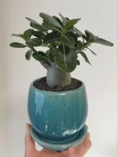 アデニウム アラビカム　塊根植物 コーデックス 陶器鉢と受け皿ごと発送