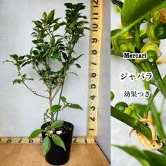 2026年最新】じゃばら 苗木の人気アイテム - メルカリ