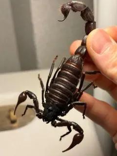 特定外来生物のイエローファットテールスコーピオン 標本 全長8cm程