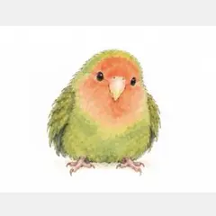 ちょこんと可愛いコザクラインコさん♡オリジナルイラスト♡
