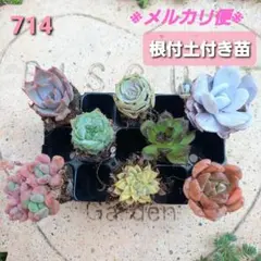 714.多肉植物☆人気☆韓国レア苗　ホワイトロータス　ルナレン　白露　女雛錦