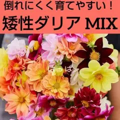 とても育てやすい！矮性ダリア アーリーバードの種 MIX 50粒