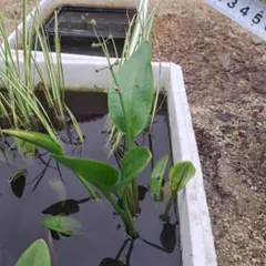 【匿名配送】ナガバオモダカ 大株 1株 メダカ　金魚　アクアリウム　ビオトープのサムネイル