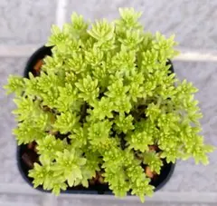 多肉植物 セダム 黄金細葉万年草 抜き苗 - メルカリ