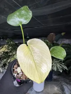 た**様 モンステラ　ホワイトモンスター　天津蘭　斑入りモンステラ 徹底リサーチ】モンステラ・デリシオーサ・ホワイトモンスター｜天津