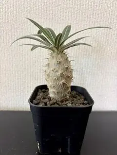 ①パキポディウム グラキリス 実生 塊根植物のサムネイル