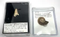 モササウルス 歯 アンモナイト　化石　まとめてのサムネイル