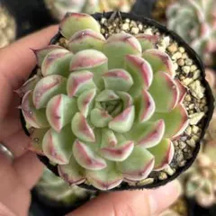 54 マイバッハ 多肉植物 アエオニウム 抜き苗 - メルカリ