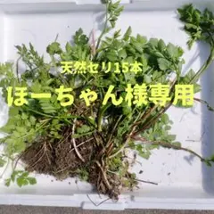 ♾️ほーちゃん様専用 天然セリ15本 農薬不使用