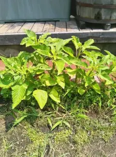 カラルー アマランサス 苗のサムネイル