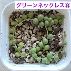 TakashiHashimoto.jp様 リクエスト 2点 まとめ商品