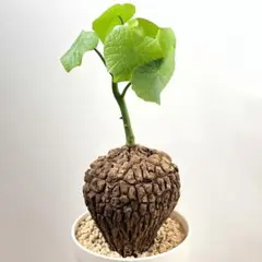 怠惰様　スペシャルセット　グロボーザ　スベローサ　鉢ごとメルカリ便 2025年最新】ステファニア スベローサの人気アイテム - メルカリ