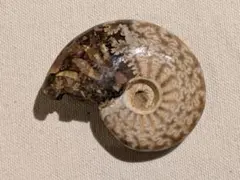 アンモナイト　化石　茶色に白の模様　マダガスカル産　54mm