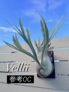 P.Vellii Spore子株 ベリー（ベイチー×ヒリー）スポアのサムネイル
