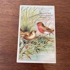 フランスアンティーク 小鳥　クロモスカード　チコリコーヒー