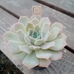 2025年最新】クリスペートビューティーの人気アイテム - メルカリ