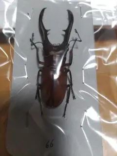 2026年最新】ヒラタクワガタ 標本の人気アイテム - メルカリ