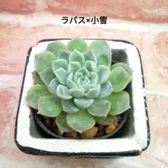 みるく様 リクエスト 2点 まとめ商品