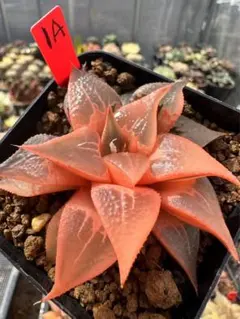 希少 ハオルチア コレクタ 多頭 酒呑童子錦 糊斑 s3 希少 ハオルチア コレクタ 多頭 酒呑童子錦 糊斑 s3 希少 ハオルチア