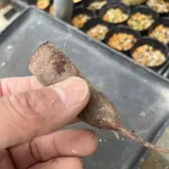 たけのこ山【bihama_plant】様 リクエスト 3点 まとめ商品