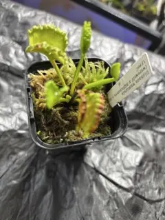 K*0様 ハエトリソウ ダブル ケルベロス CK 食虫植物 - メルカリ