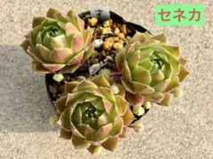 アエオニウム ホロスパツラツム錦(限定1苗)⭐️レア品種 - メルカリ