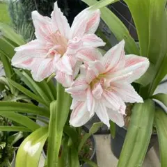 Natalia Hattori様 リクエスト 2点 まとめ商品